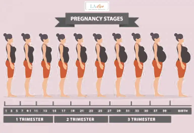 First Trimester (Weeks 1–12): Early Changes You Might Not Notice Stratford-upon-Avon